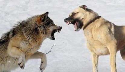 combat loup